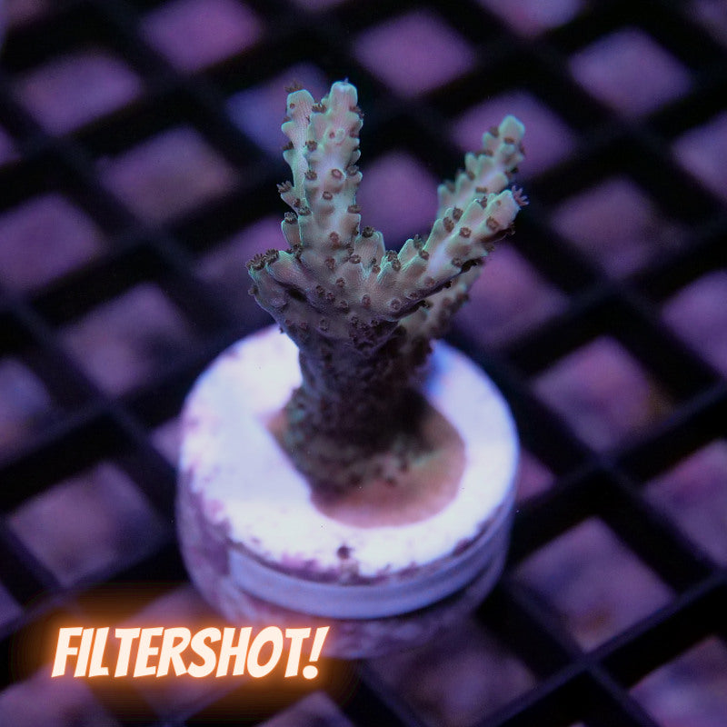 Acropora nasuta - SciReef Twin