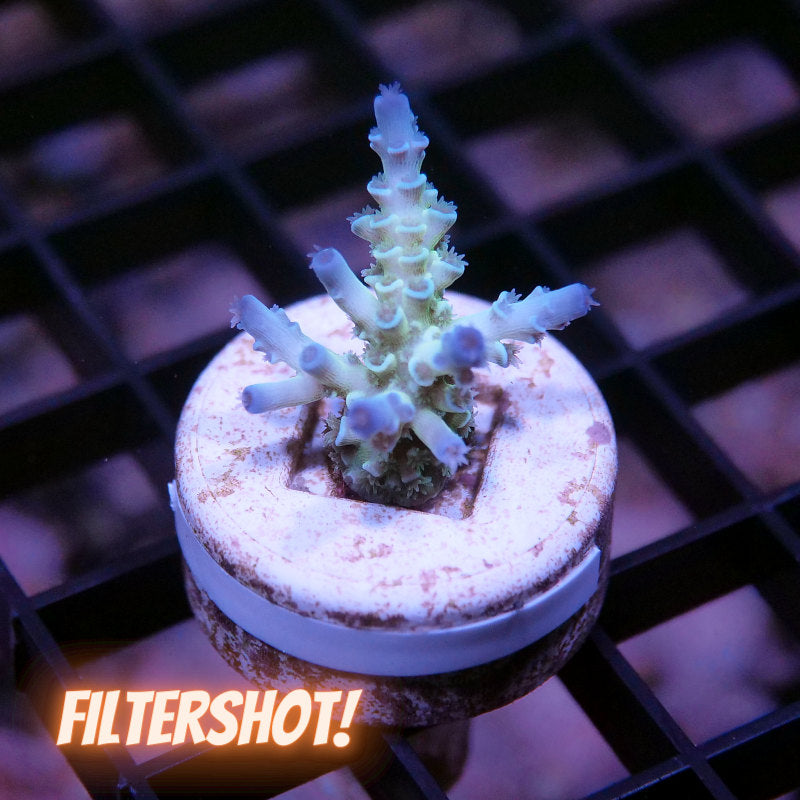 Acropora kenti - SciReef Twin - Grade 2