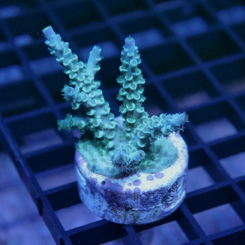 Acropora kenti - SciReef Twin - Grade 1