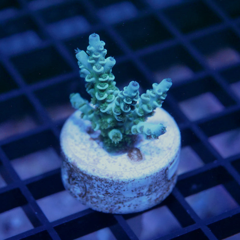 Acropora kenti - SciReef Twin - Grade 1