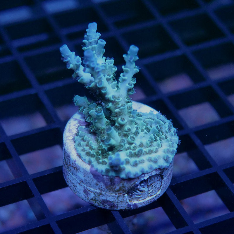 Acropora kenti - SciReef Twin - Grade 1