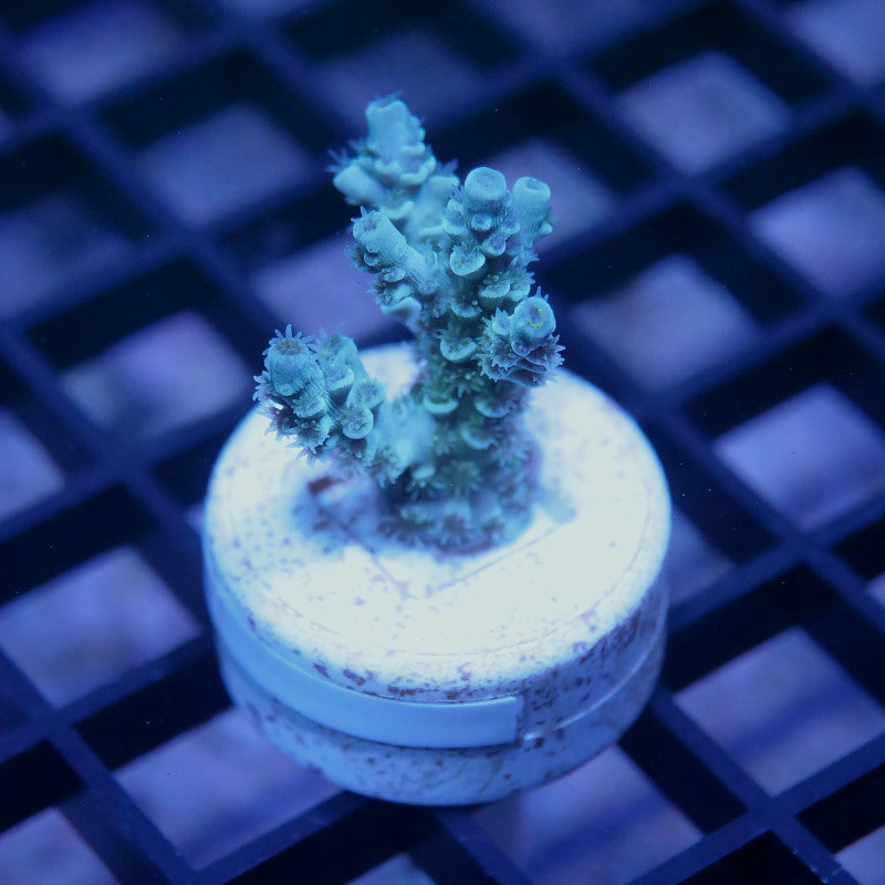 Acropora kenti - SciReef Twin - Grade 1