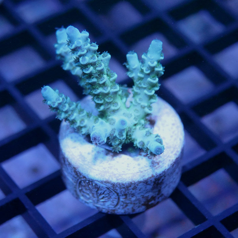 Acropora kenti - SciReef Twin - Grade 1