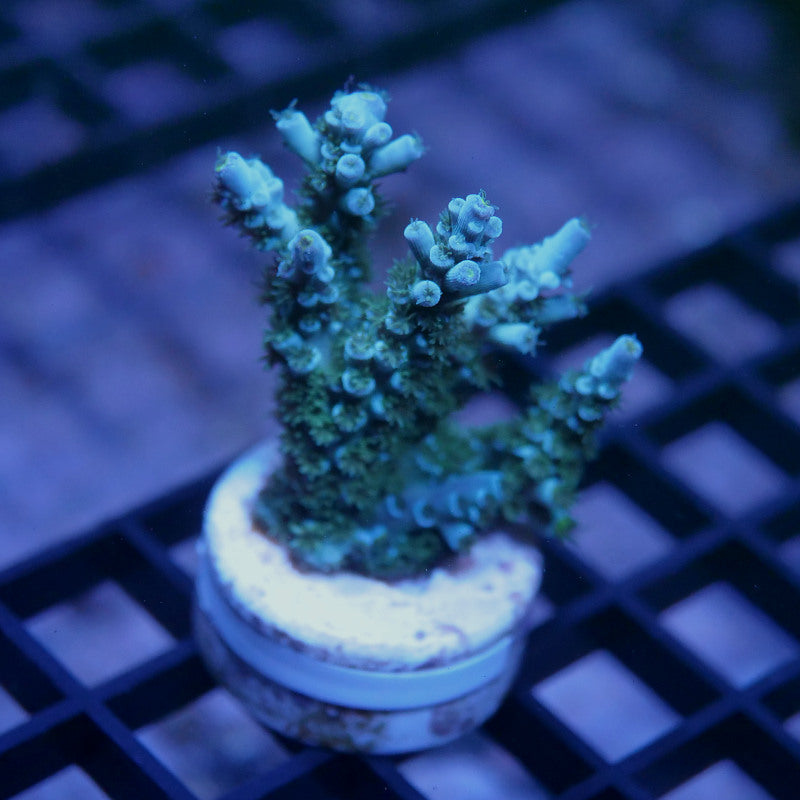 Acropora kenti - SciReef Twin - Grade 1
