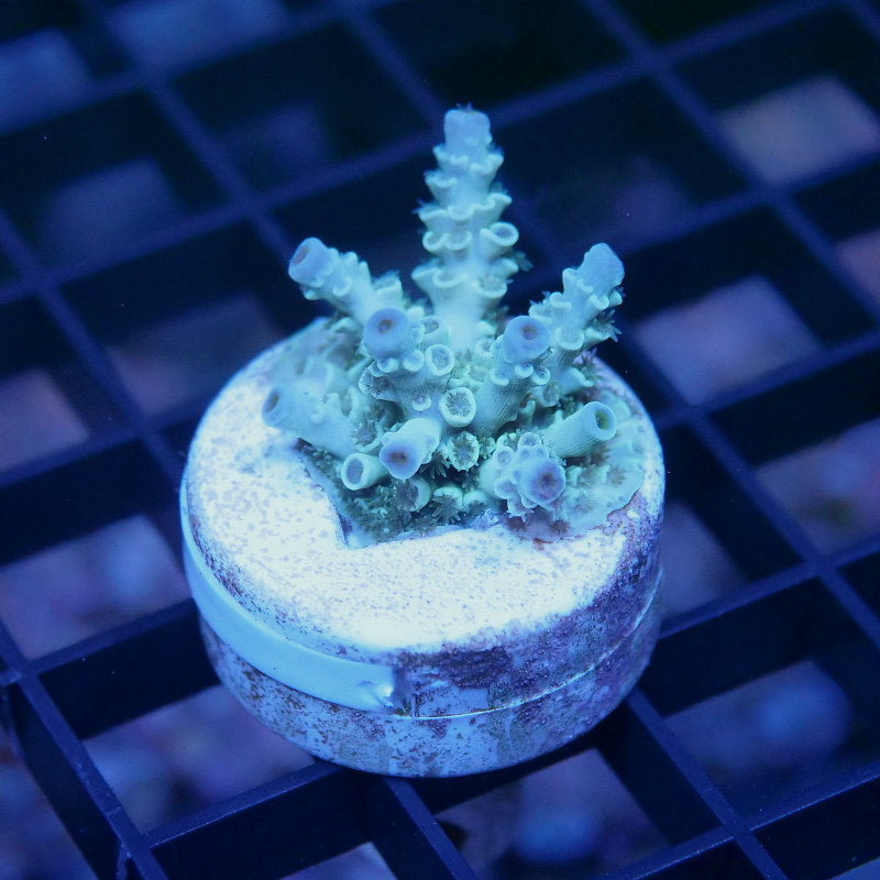 Acropora kenti - SciReef Twin - Grade 2