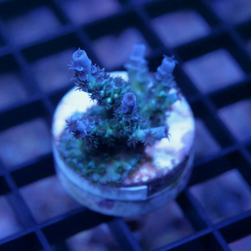 Acropora kenti - SciReef Twin - Grade 2