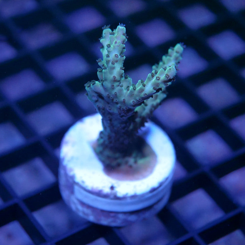 Acropora nasuta - SciReef Twin