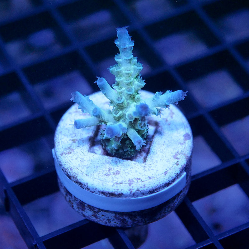 Acropora kenti - SciReef Twin - Grade 2
