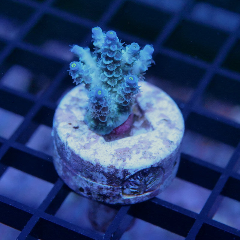 Acropora kenti - SciReef Twin - Grade 2