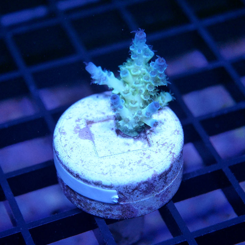 Acropora kenti - SciReef Twin - Grade 2