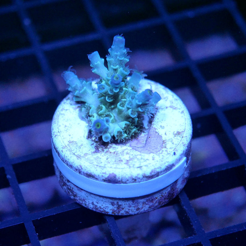 Acropora kenti - SciReef Twin - Grade 2