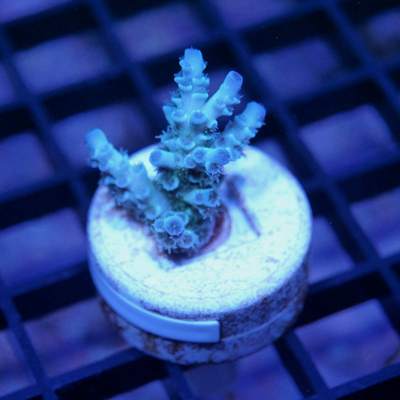 Acropora kenti - SciReef Twin - Grade 2