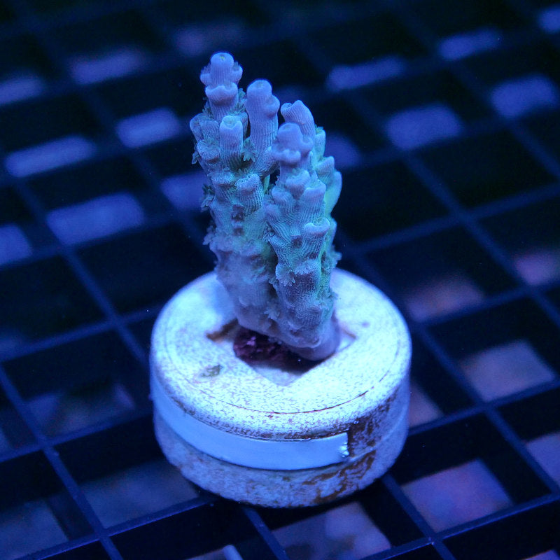 Acropora tenuis - SciReef Twin - Grade 1 - Lavender