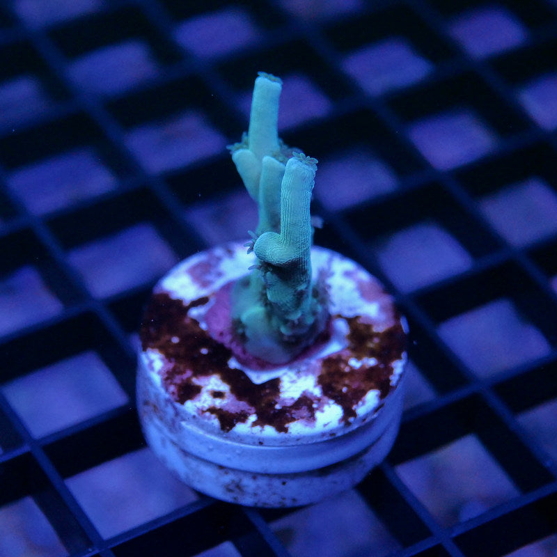 Acropora tenuis - SciReef Twin - Grade 2 - Longfinger