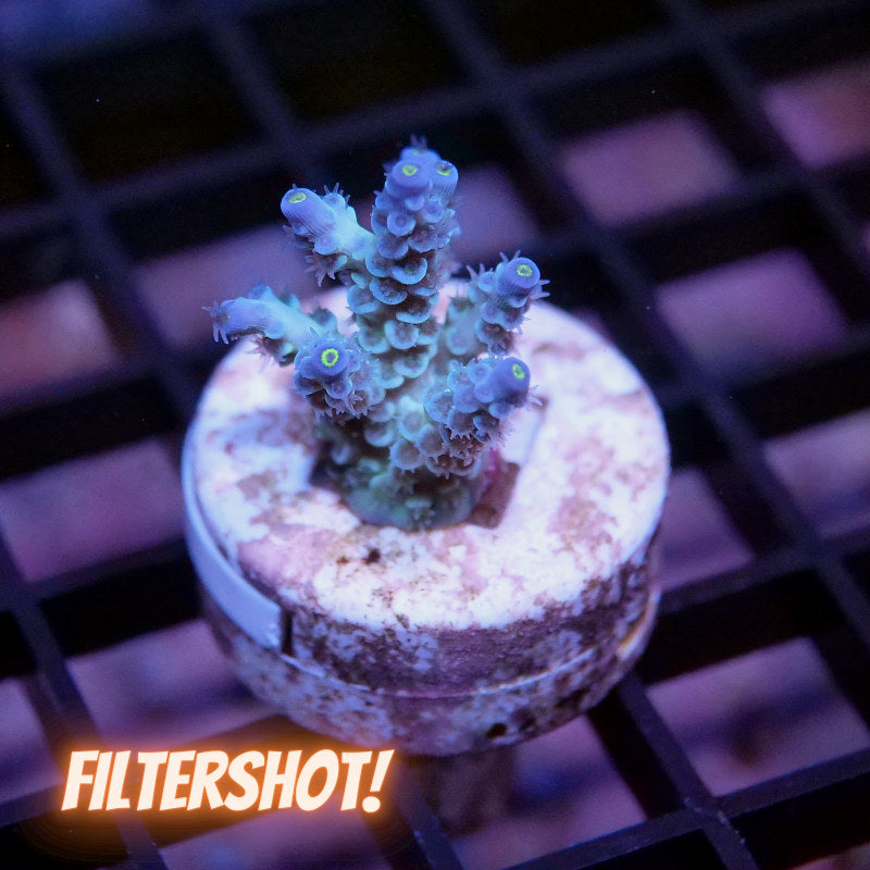 Acropora kenti - SciReef Twin - Grade 2