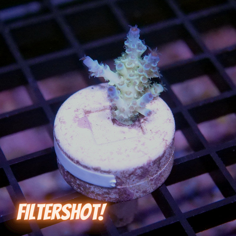 Acropora kenti - SciReef Twin - Grade 2