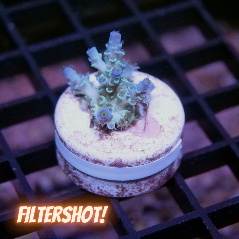 Acropora kenti - SciReef Twin - Grade 2