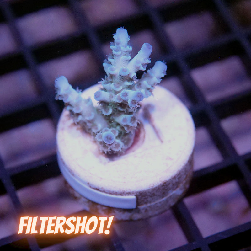 Acropora kenti - SciReef Twin - Grade 2