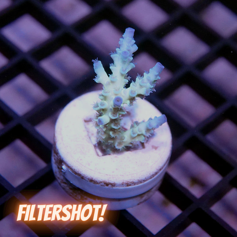 Acropora kenti - SciReef Twin Grade 2