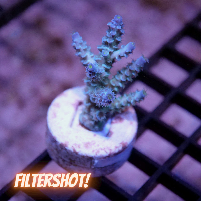 Acropora kenti - SciReef Twin - Grade 2