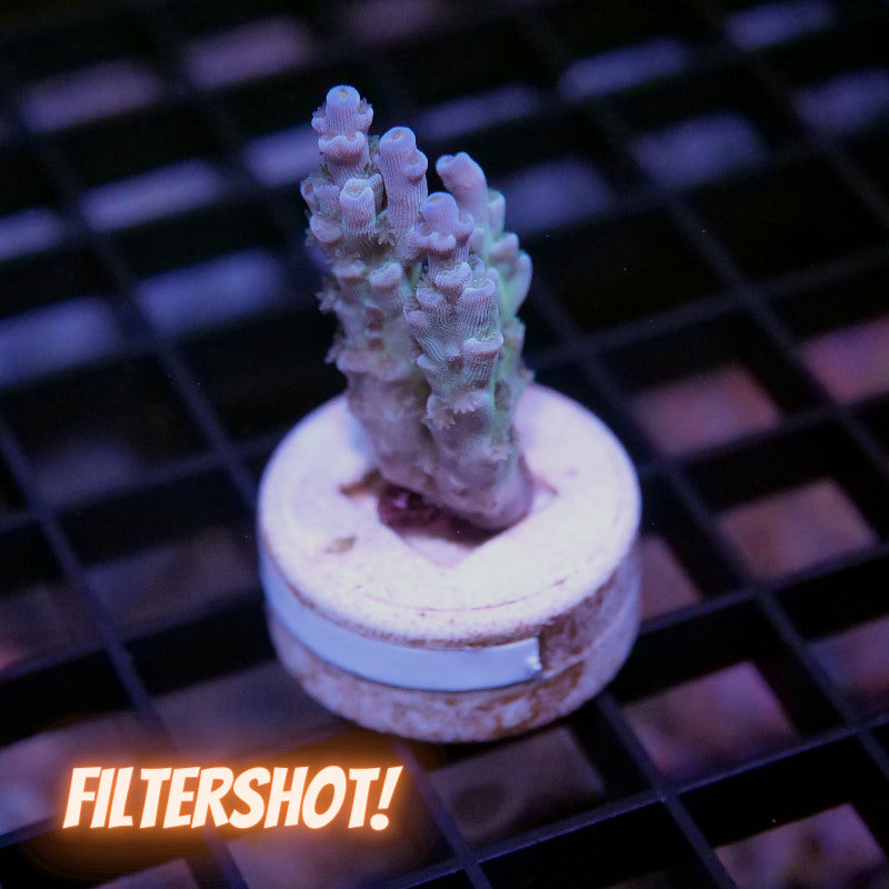 Acropora tenuis - SciReef Twin - Grade 1 - Lavender
