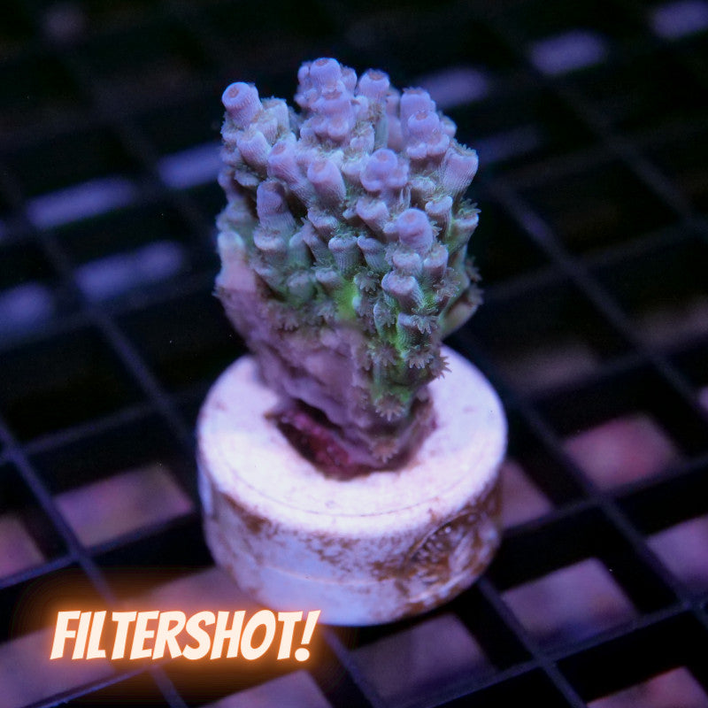 Acropora tenuis - SciReef Twin - Grade 1 - Lavender