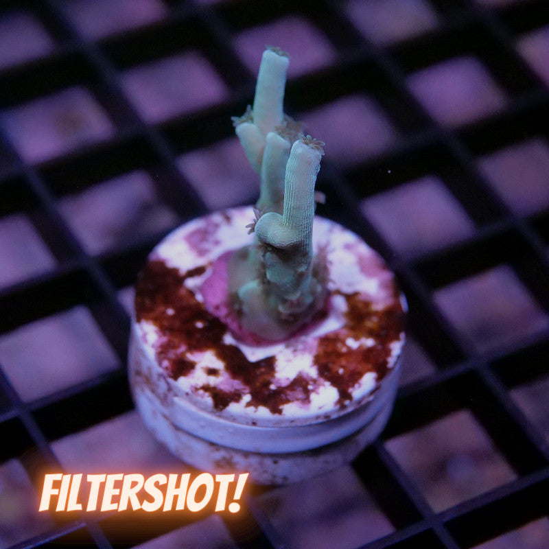 Acropora tenuis - SciReef Twin - Grade 2 - Longfinger