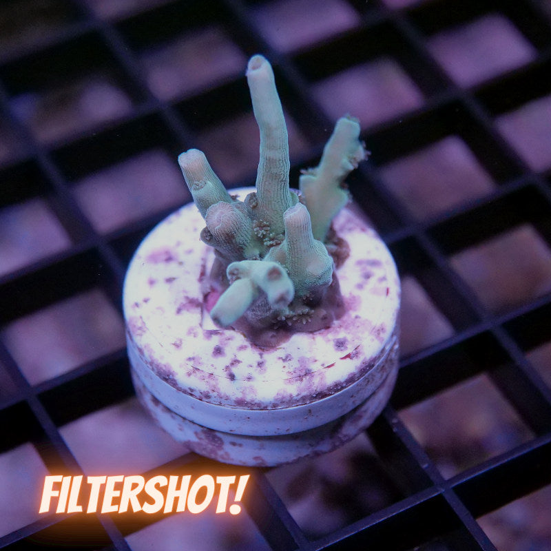 Acropora tenuis - SciReef Twin - Grade 2 - Longfinger