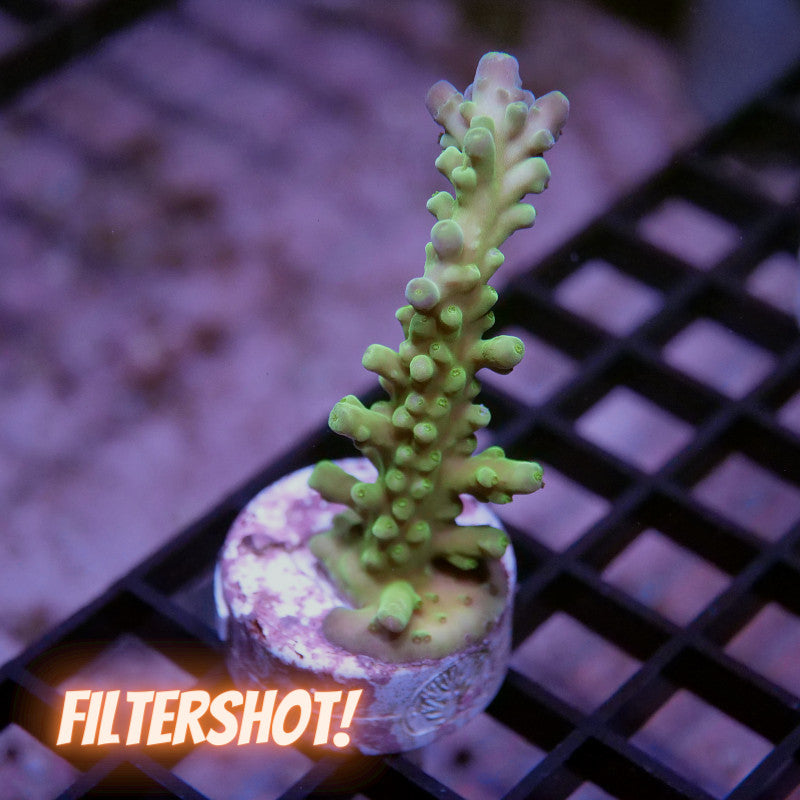 Acropora austera - SciReef Twin - Grade 1