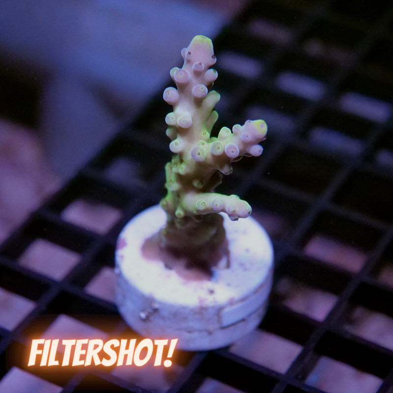 Acropora austera - SciReef Twin - Grade 1