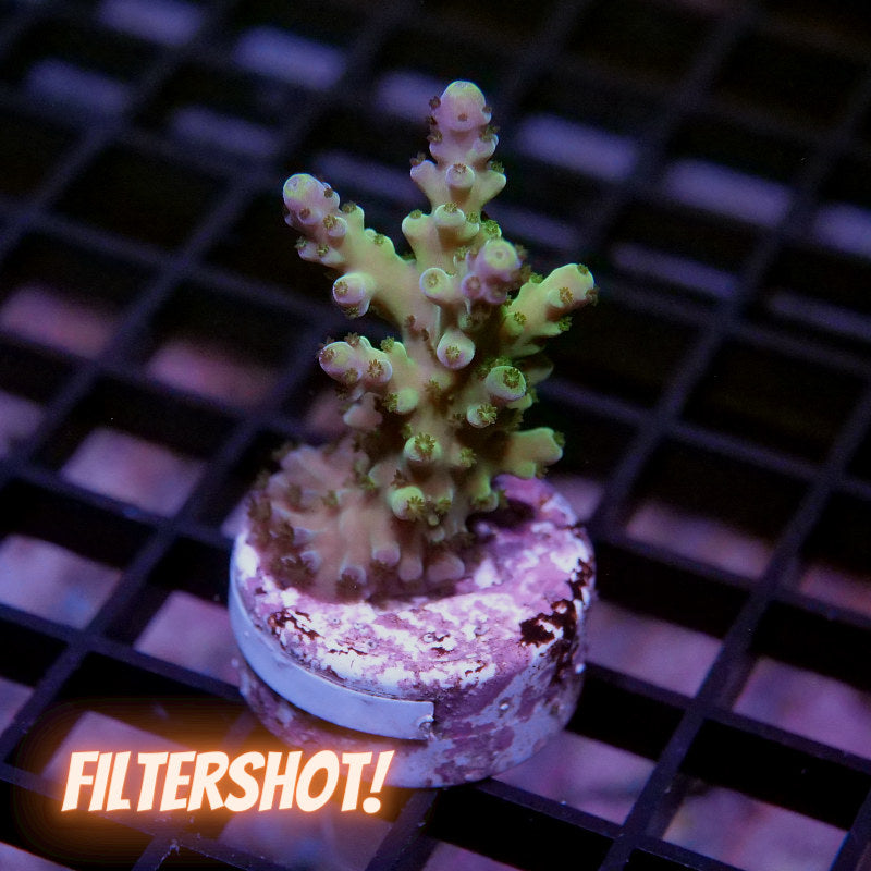 Acropora austera - SciReef Twin - Grade 1