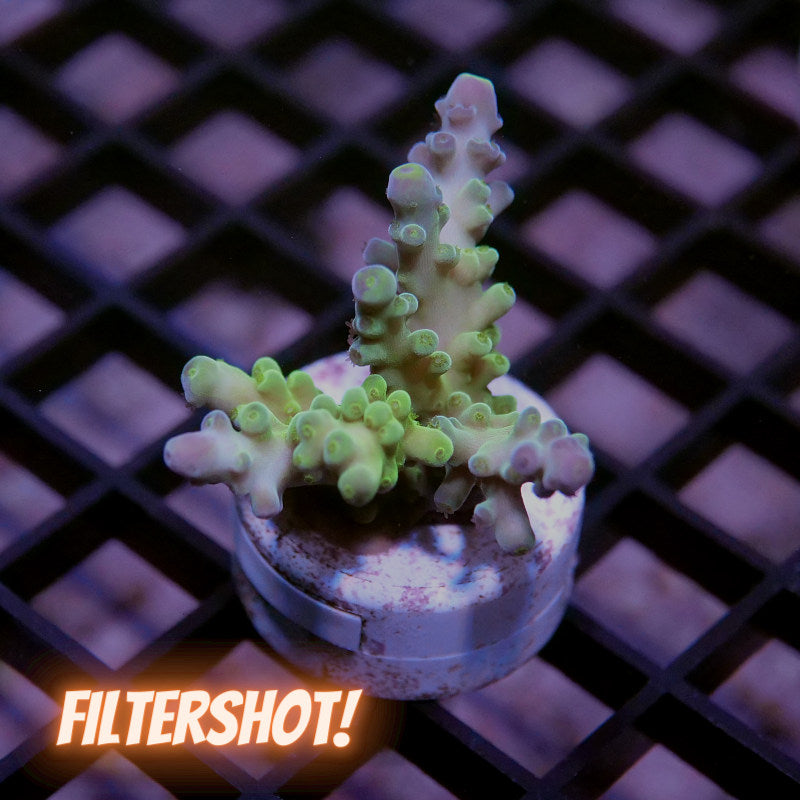 Acropora austera - SciReef Twin - Grade 1