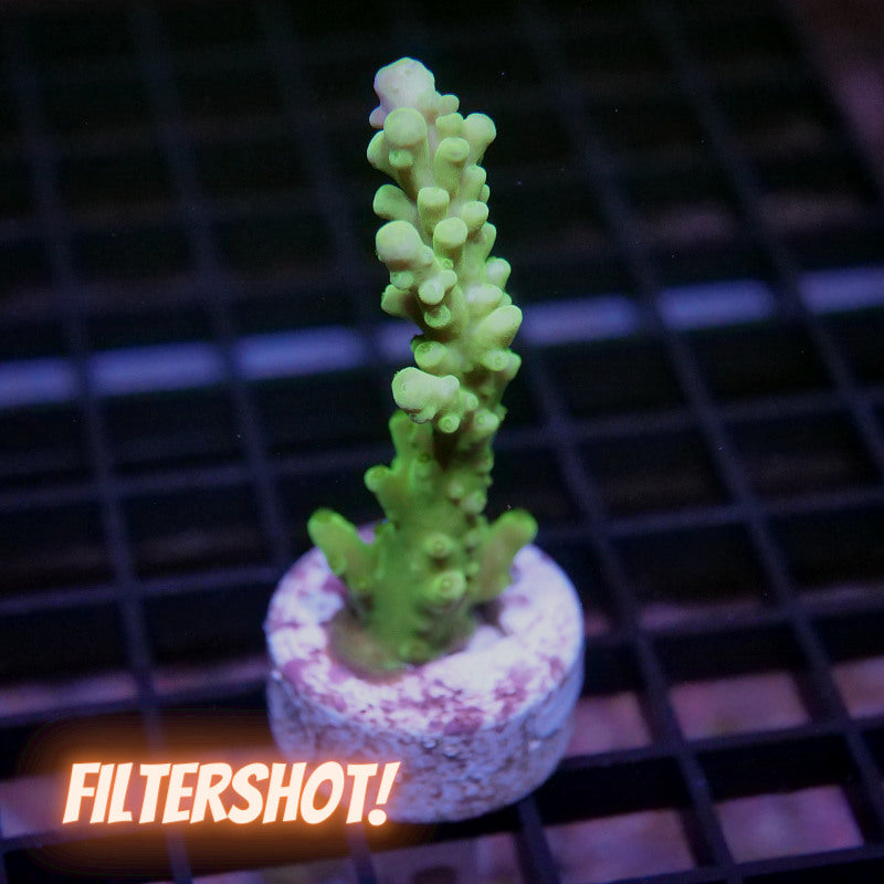 Acropora austera - SciReef Twin - Grade 1