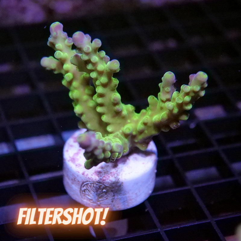 Acropora austera - SciReef Twin - Grade 2