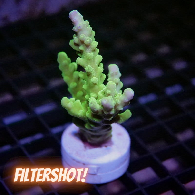 Acropora austera - SciReef Twin - Grade 2