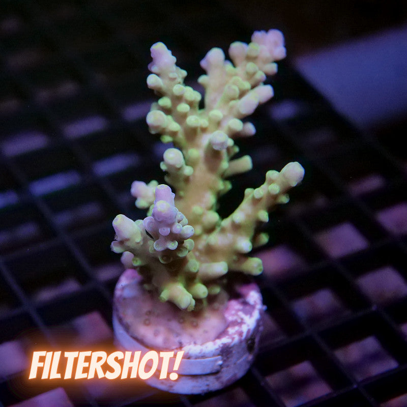 Acropora austera - SciReef Twin - Grade 2