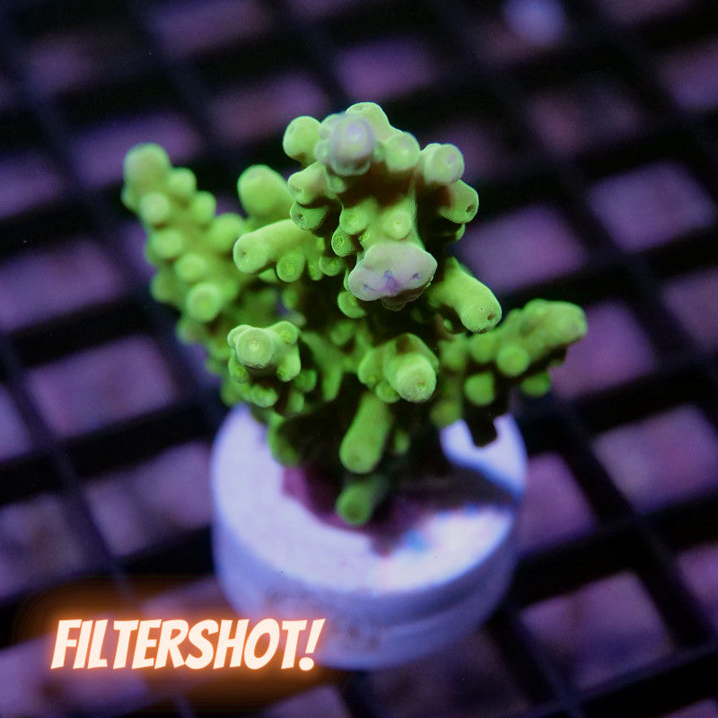 Acropora austera - SciReef Twin - Grade 2
