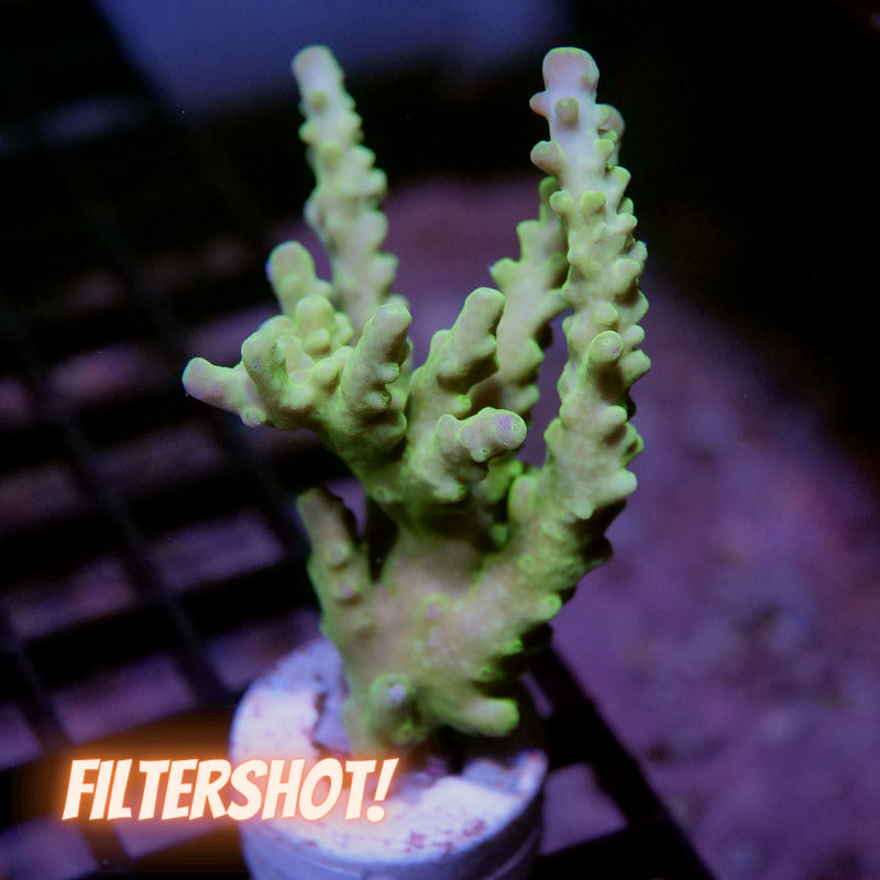 Acropora austera - SciReef Twin - Grade 2