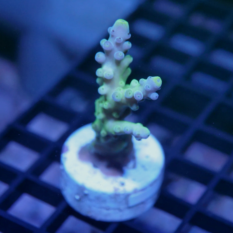 Acropora austera - SciReef Twin - Grade 1
