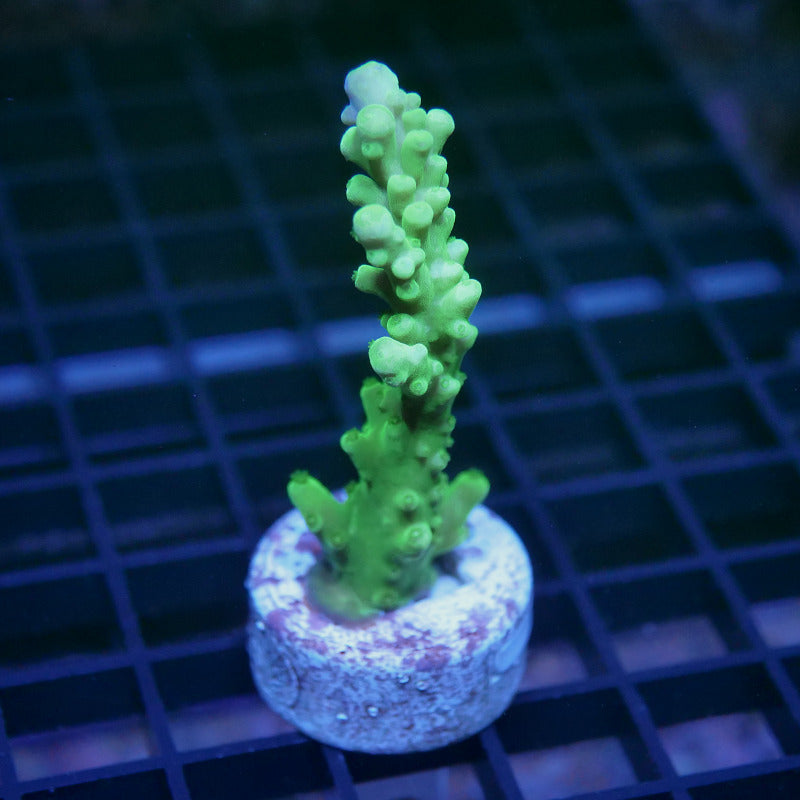 Acropora austera - SciReef Twin - Grade 1