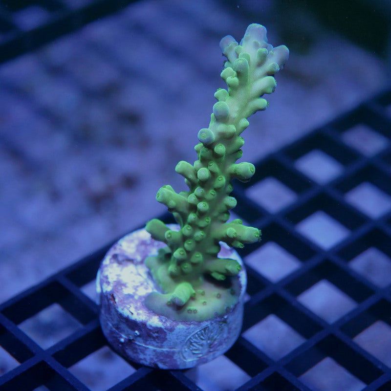 Acropora austera - SciReef Twin - Grade 1