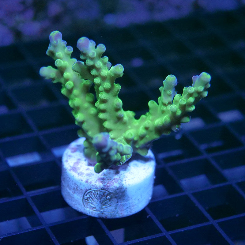 Acropora austera - SciReef Twin - Grade 2