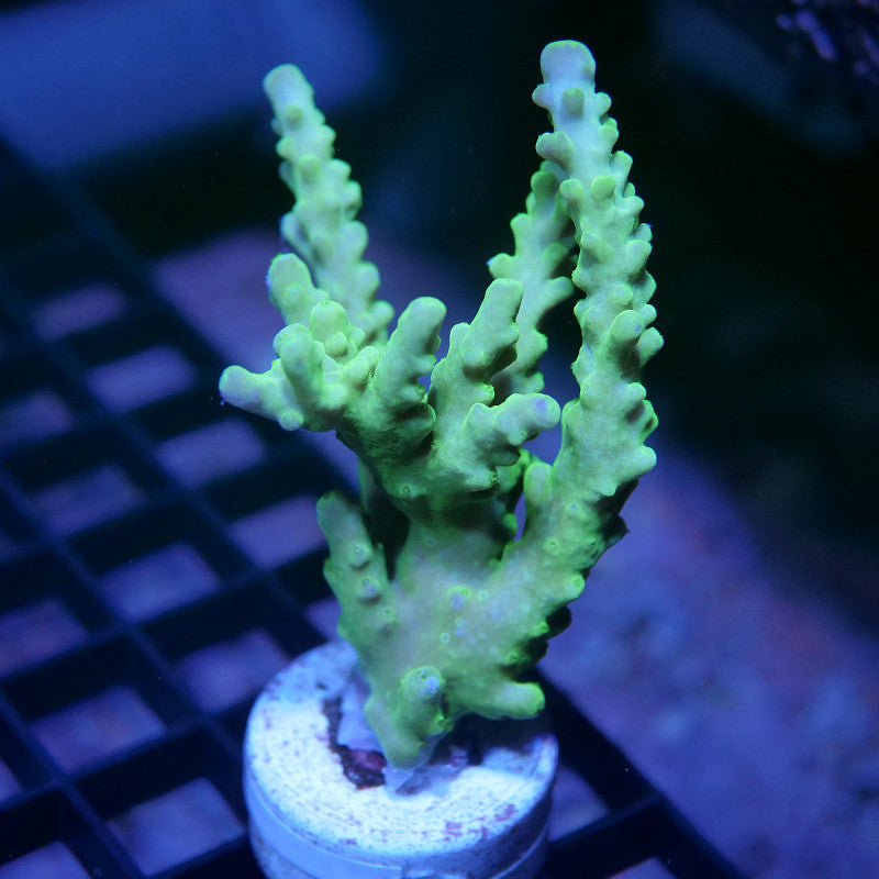 Acropora austera - SciReef Twin - Grade 2