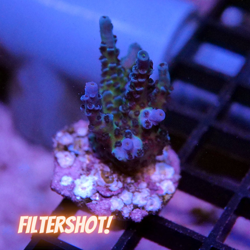 Acropora sp. 'Lagoon'