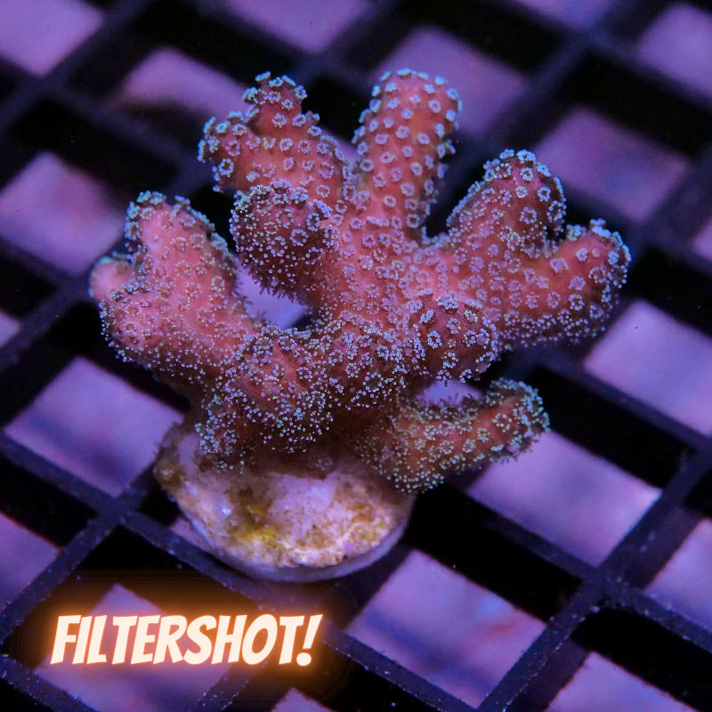 Stylophora pistillata 'Bug Out'