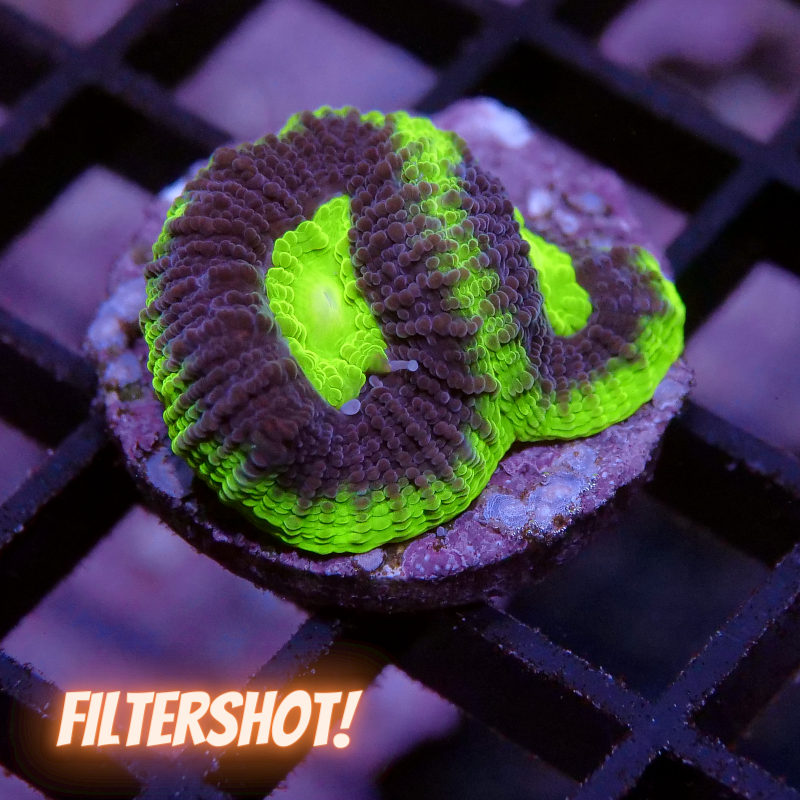 Goniastrea sp. 'Radioactive'