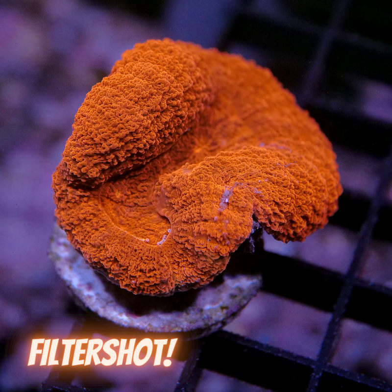 Lobophyllia sp. 'Red'