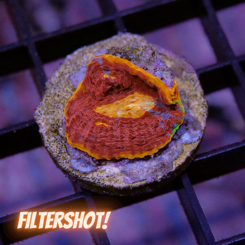 Chalice 'Flaming Bugatti'