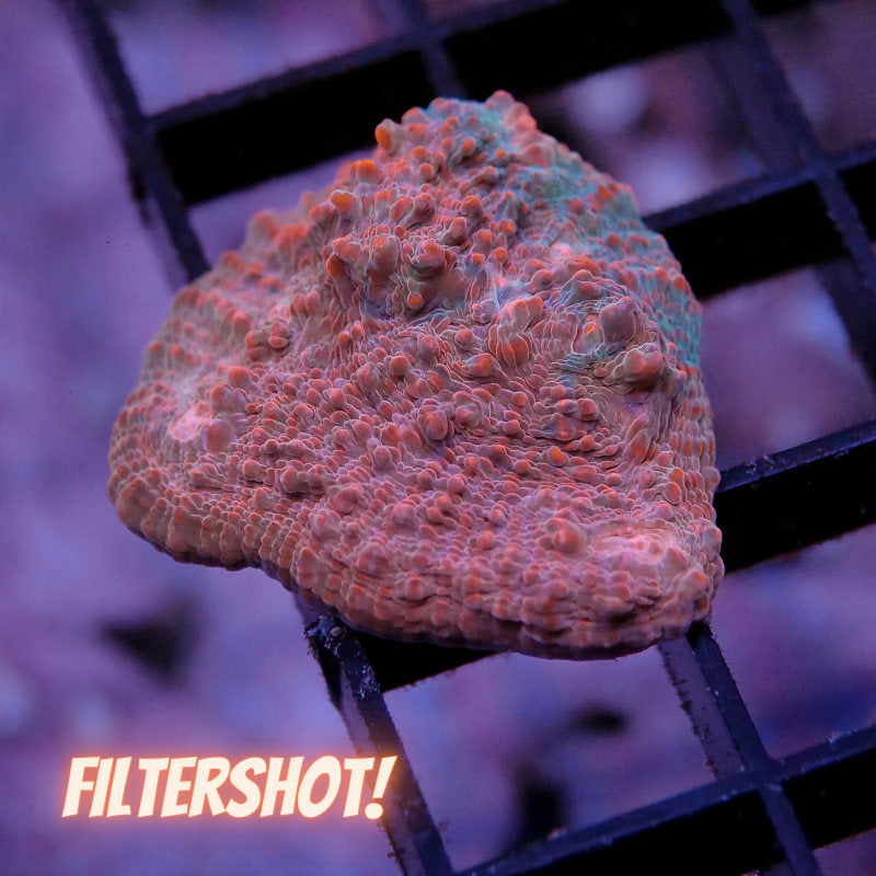 Chalice 'Water & Lava'