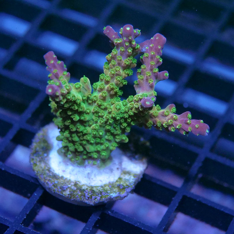 Acropora sp. 'Mango Garden' XL
